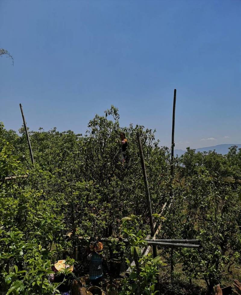 大箐王古树茗魁云南产地直销品质上乘