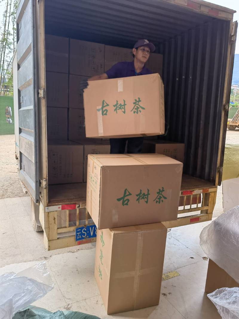 大箐王古树茗魁云南产地直销品质上乘