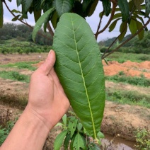 广西枇杷叶现摘现发，全国包邮