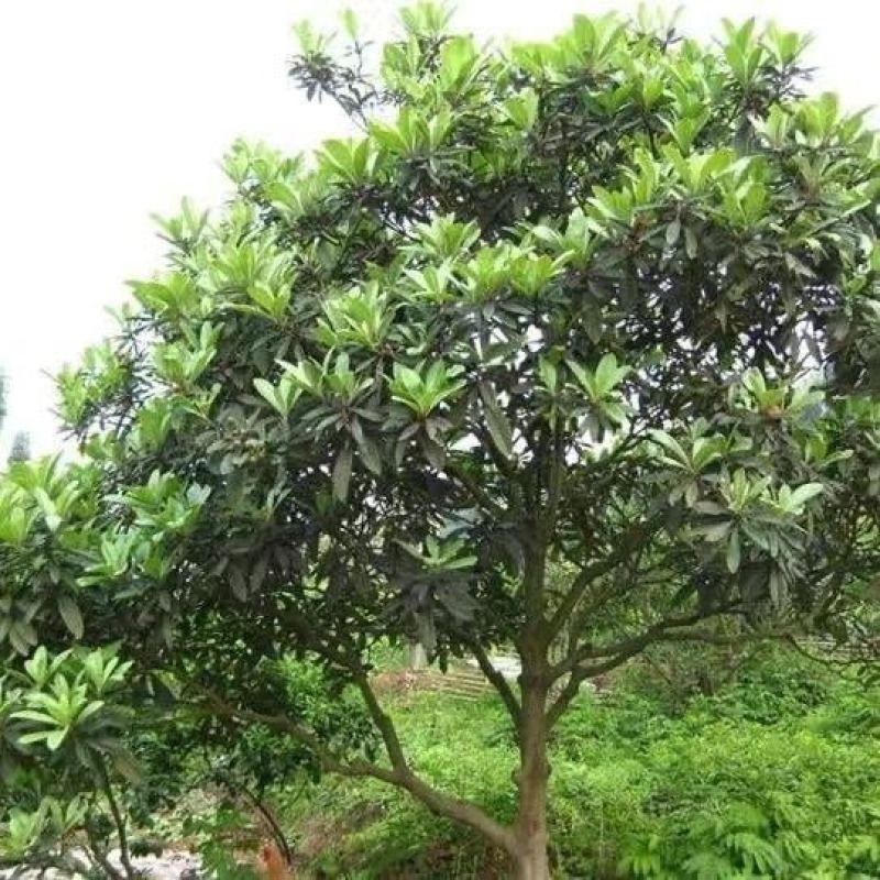 广西枇杷叶现摘现发，全国包邮