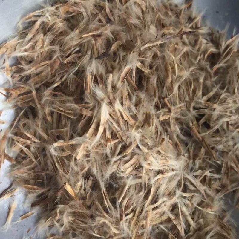 新采林木树籽梓树种子别名楸树种子秋树四季可播