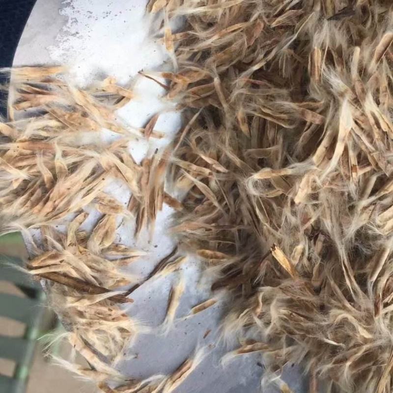 新采林木树籽梓树种子别名楸树种子秋树四季可播