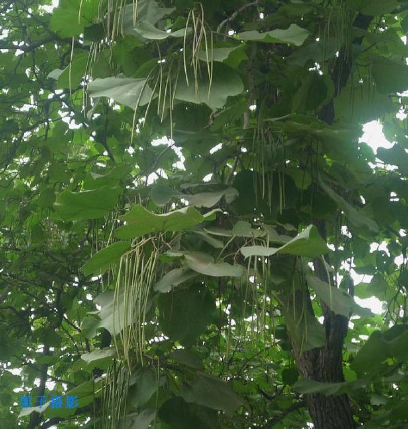 新采林木树籽梓树种子别名楸树种子秋树四季可播