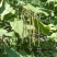 新采林木树籽梓树种子别名楸树种子秋树四季可播