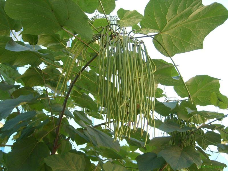 新采林木树籽梓树种子别名楸树种子秋树四季可播
