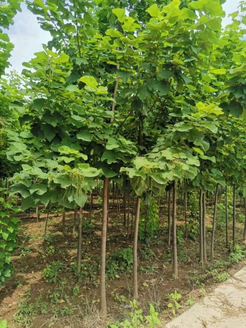 新采林木树籽梓树种子别名楸树种子秋树四季可播