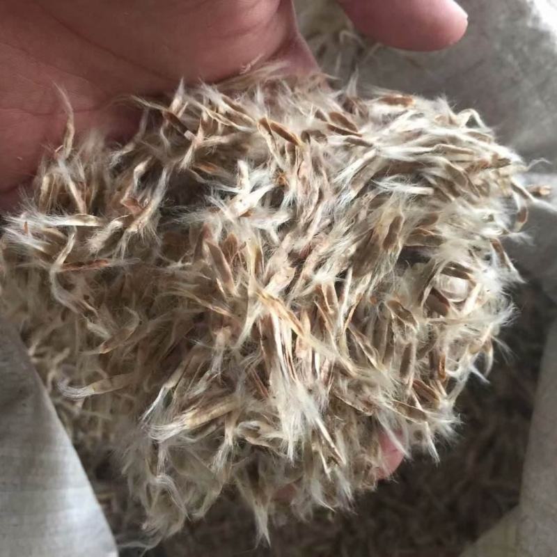 新采林木树籽梓树种子别名楸树种子秋树四季可播