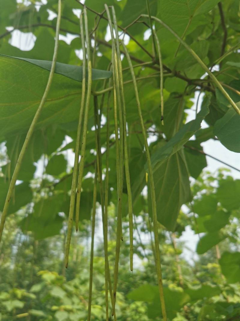 新采林木树籽梓树种子别名楸树种子秋树四季可播