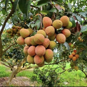 妃子笑荔枝三月红荔枝大量上市了产地直发新鲜现摘