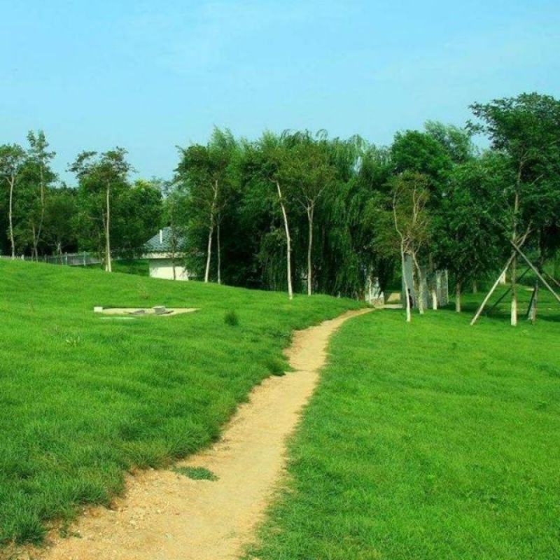 草籽草坪种子黑麦草耐寒庭院小区绿化耐踩护坡固土草种狗牙根