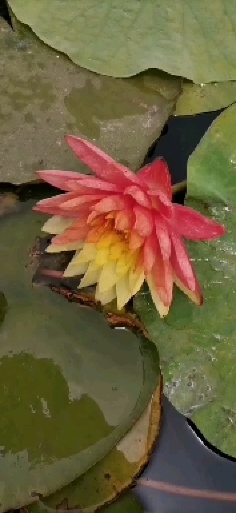 睡莲种苗