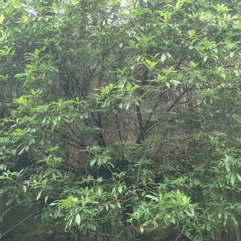 野生海桐，崖花海桐，海金子，可绿化盆栽，树型好，四季常绿