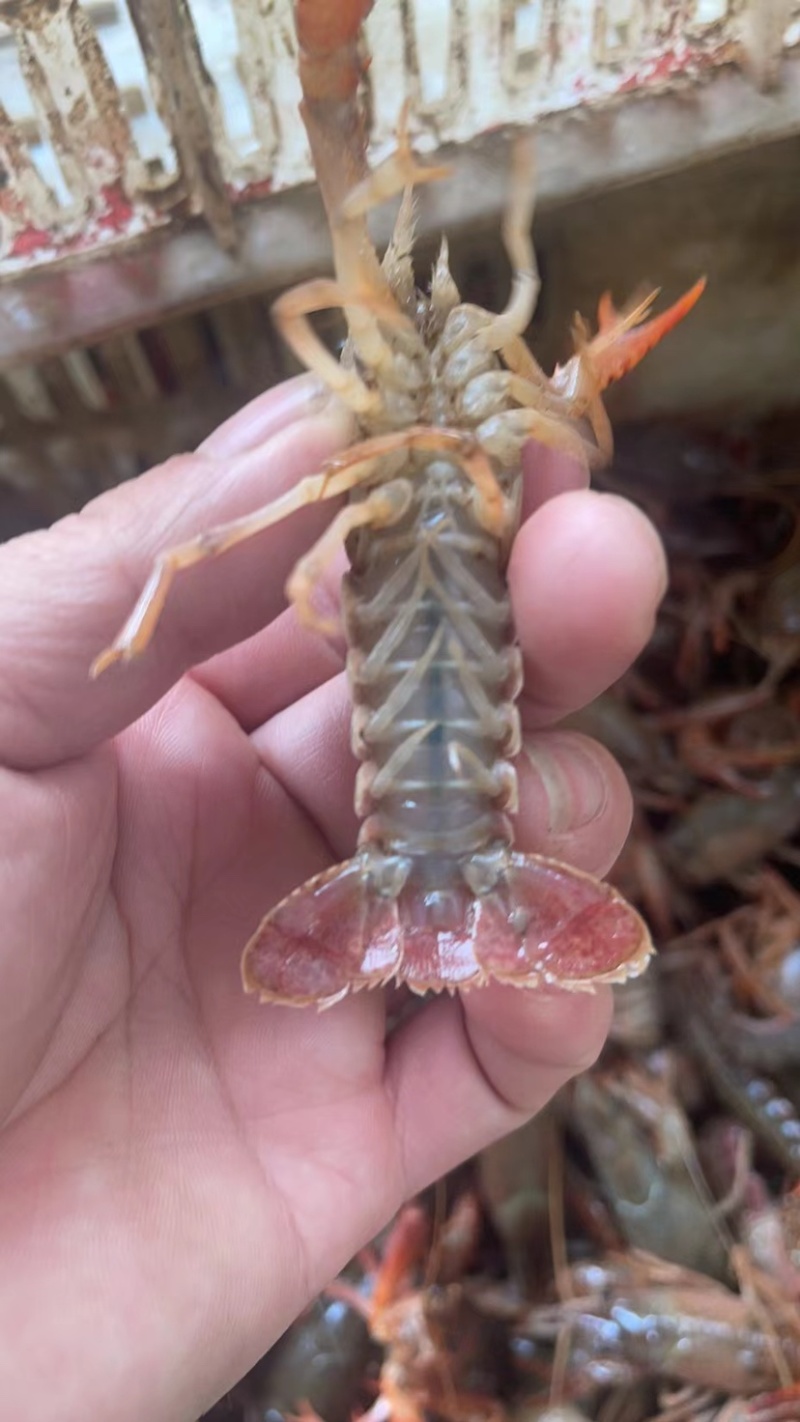 湖北荆州小龙虾一手货源批发
