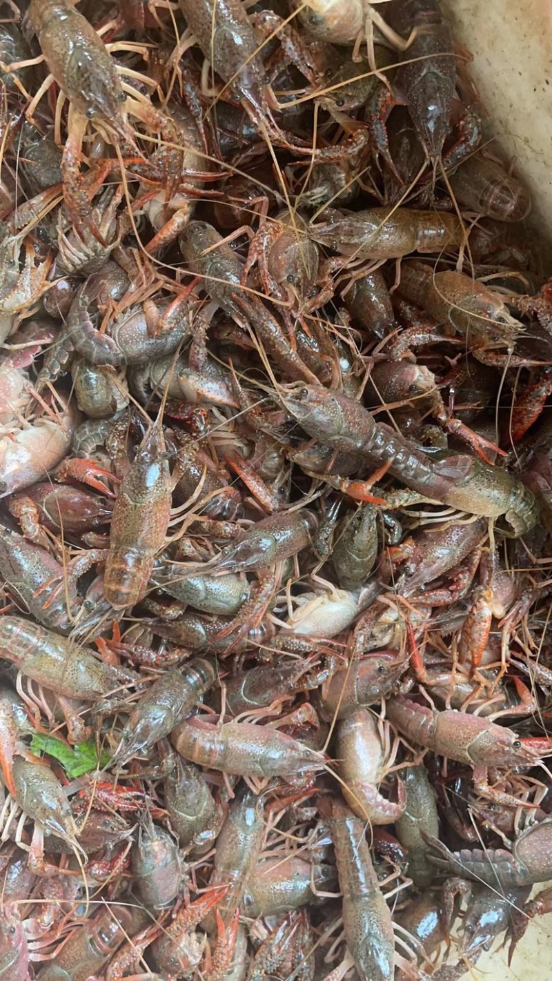 湖北荆州小龙虾一手货源批发