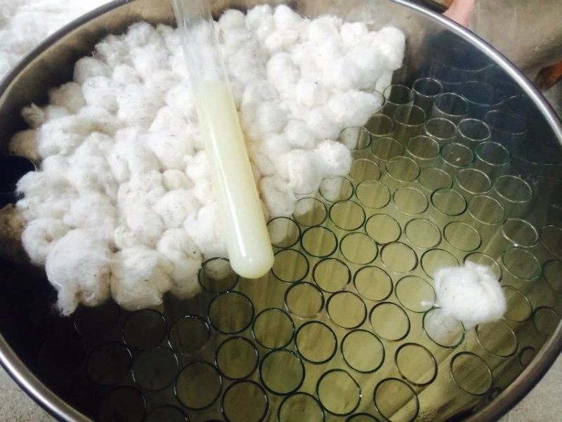 天麻种植萌发菌天麻菌种下蒴果播花粉用厂家批发