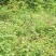 野生折耳根，现采现晒，干货，天然生长无化肥农药污染药用好
