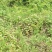 野生折耳根，现采现晒，干货，天然生长无化肥农药污染药用好
