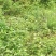 野生折耳根，现采现晒，干货，天然生长无化肥农药污染药用好