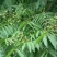 新采无患子种子黄金树种子洗手果肥皂树发芽率高
