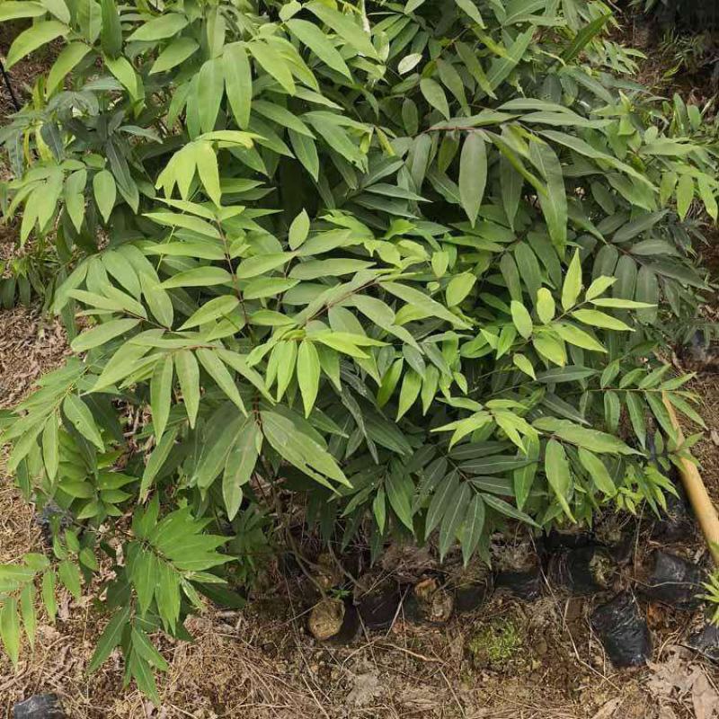 新采无患子种子黄金树种子洗手果肥皂树发芽率高