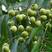 新采无患子种子黄金树种子洗手果肥皂树发芽率高