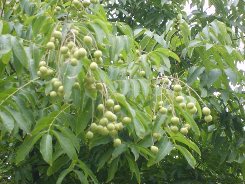 新采无患子种子黄金树种子洗手果肥皂树发芽率高