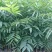 新采无患子种子黄金树种子洗手果肥皂树发芽率高