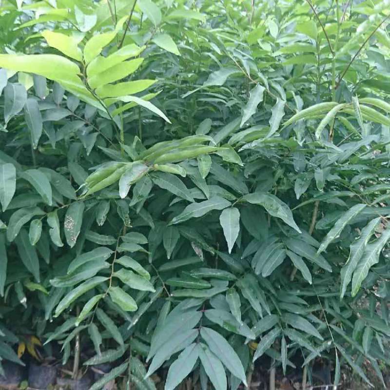 新采无患子种子黄金树种子洗手果肥皂树发芽率高