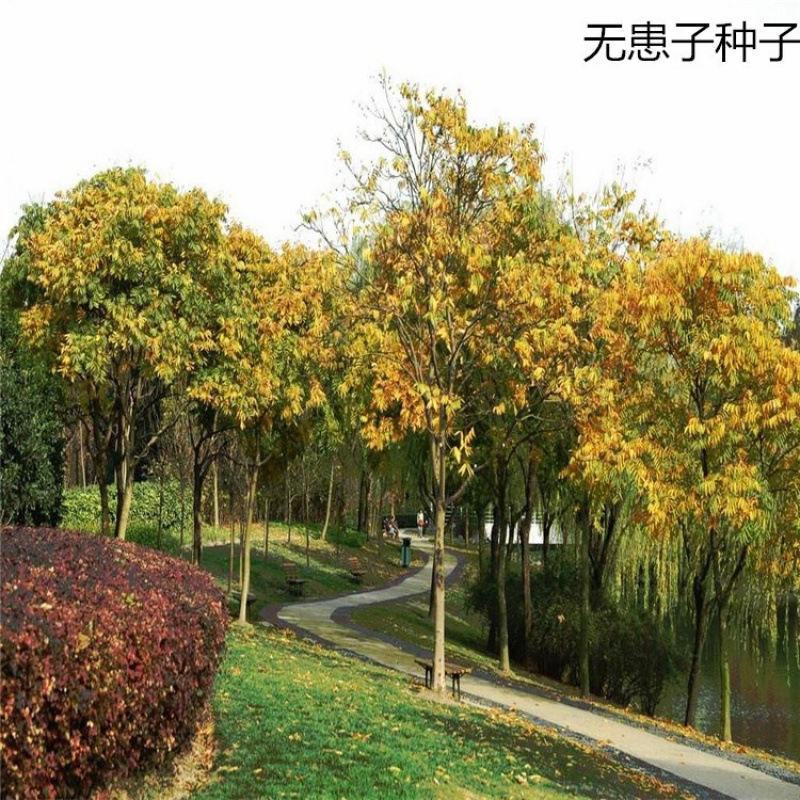 新采无患子种子黄金树种子洗手果肥皂树发芽率高
