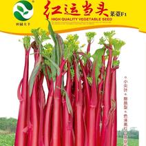 红运当头红菜苔种子，10克，苔叶尖细苔亮紫红