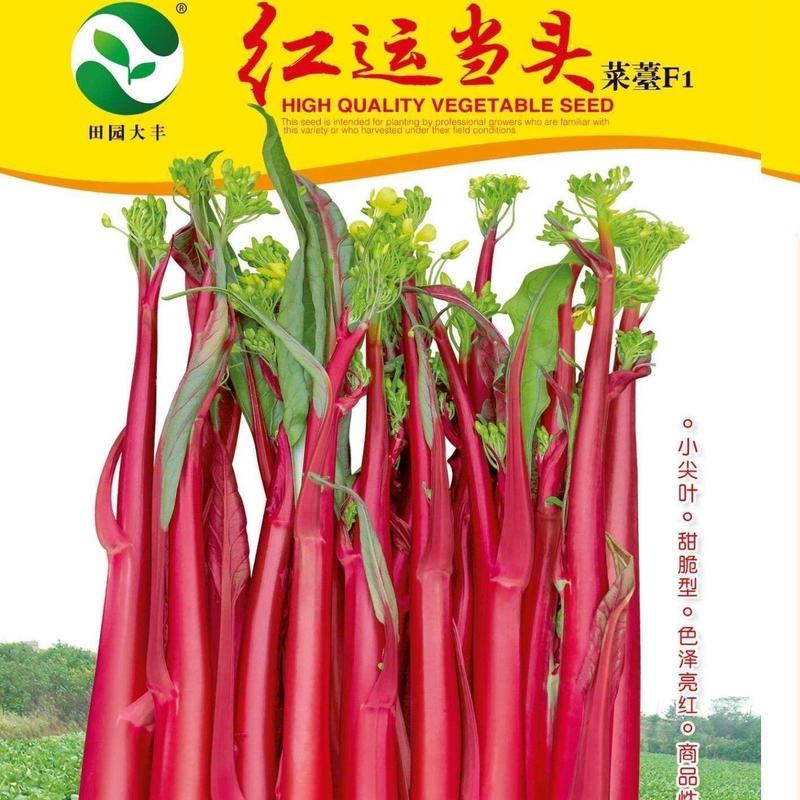 红运当头红菜苔种子，10克，苔叶尖细苔亮紫红