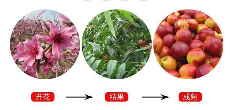 红不软毛桃70MM——80MM10斤装一件代发坏果包赔