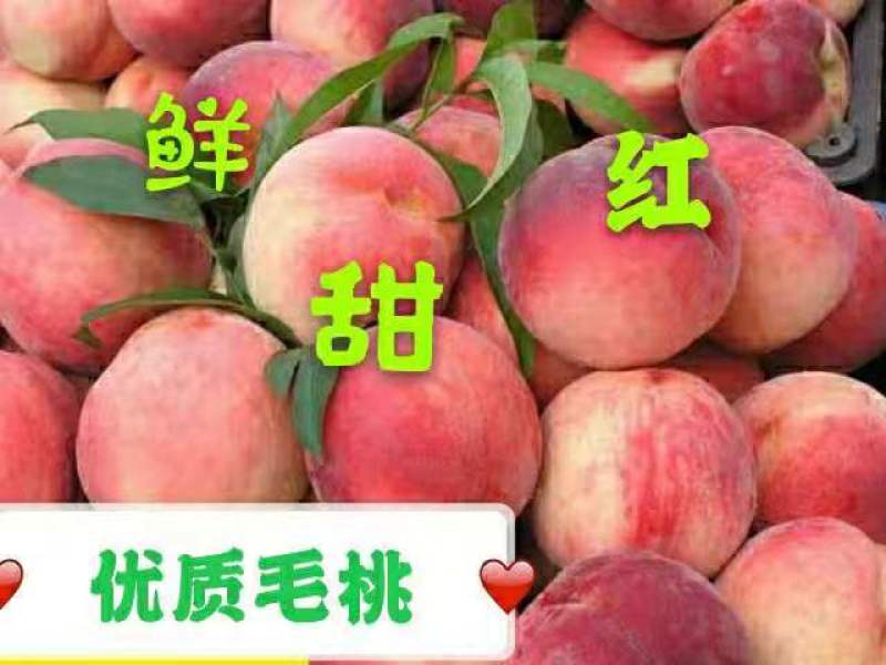 红不软毛桃春美奇美突围水蜜桃65MM以上产地现摘