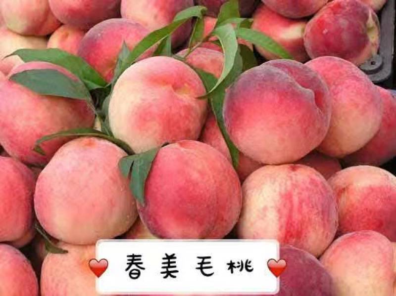 红不软毛桃春美奇美突围水蜜桃65MM以上产地现摘