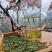 恩施绿茶2023年新茶上市富硒贡芽