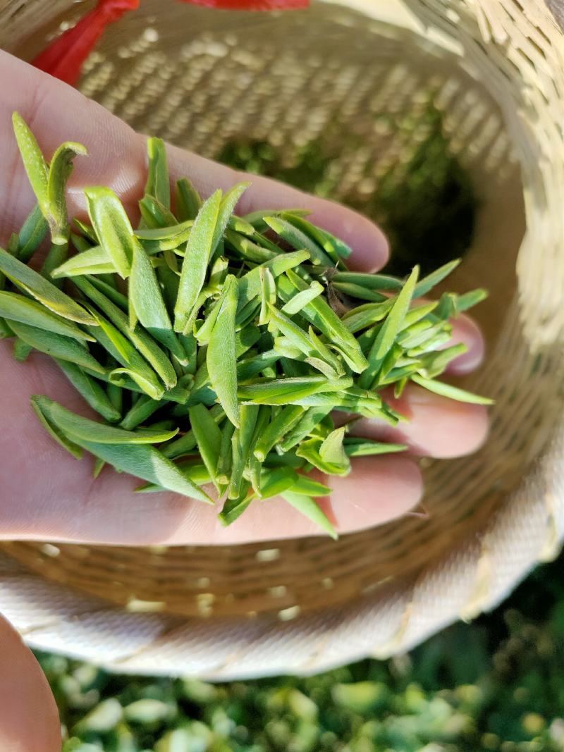 恩施绿茶2023年新茶上市富硒贡芽