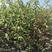 红瑞木种子凉子木种子红瑞山茱萸种子园林绿化药用价值