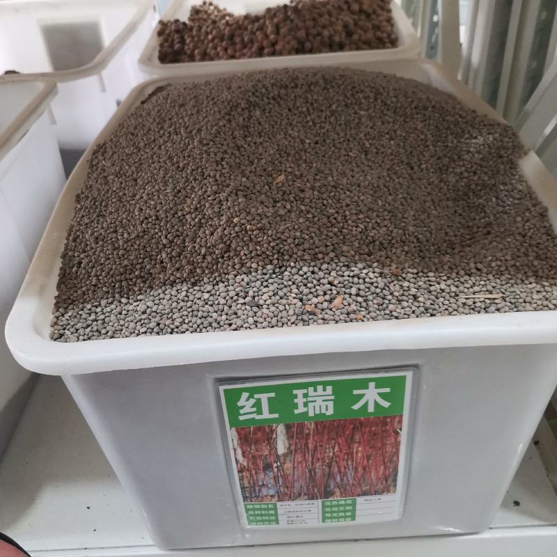 红瑞木种子凉子木种子红瑞山茱萸种子园林绿化药用价值