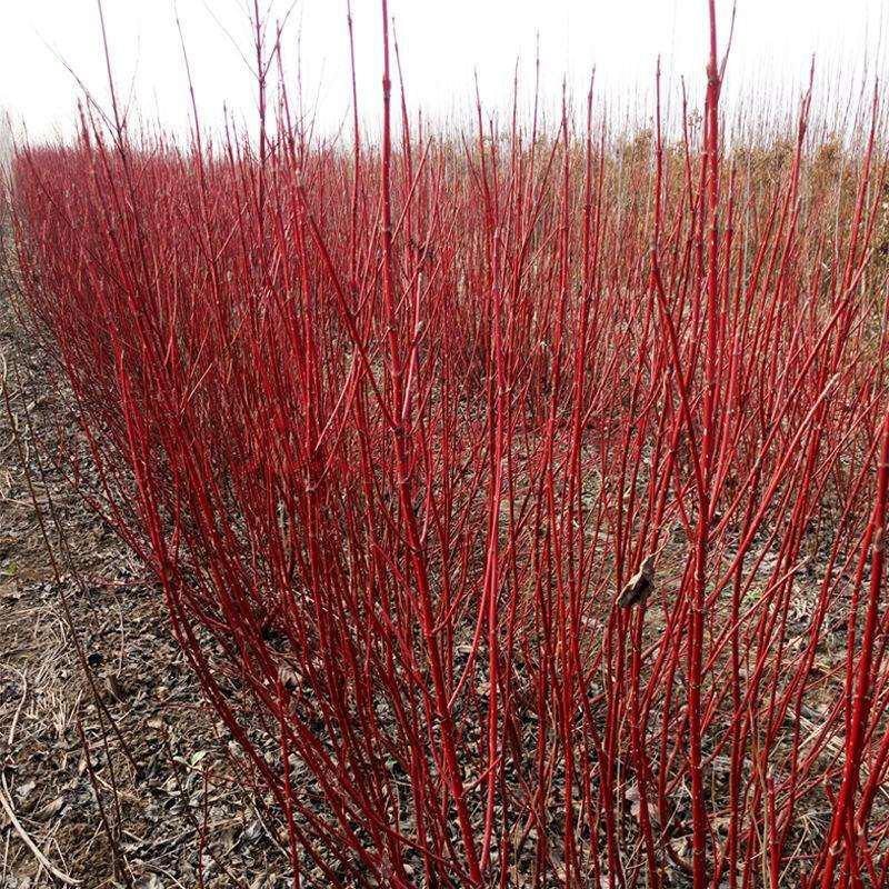 红瑞木种子凉子木种子红瑞山茱萸种子园林绿化药用价值