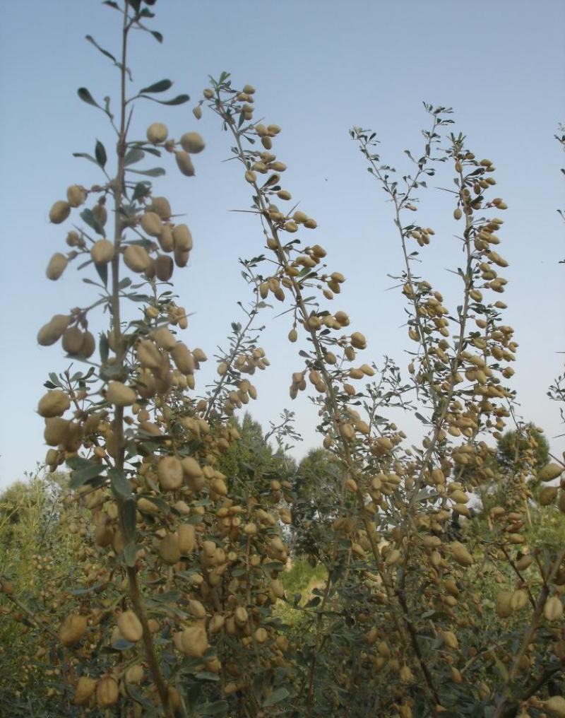 批发灌木种子沙冬青种子蒙古黄花木固沙保土沙生植物种籽