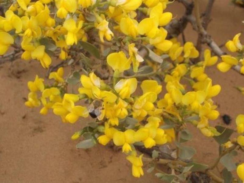 批发灌木种子沙冬青种子蒙古黄花木固沙保土沙生植物种籽