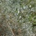 批发灌木种子沙冬青种子蒙古黄花木固沙保土沙生植物种籽