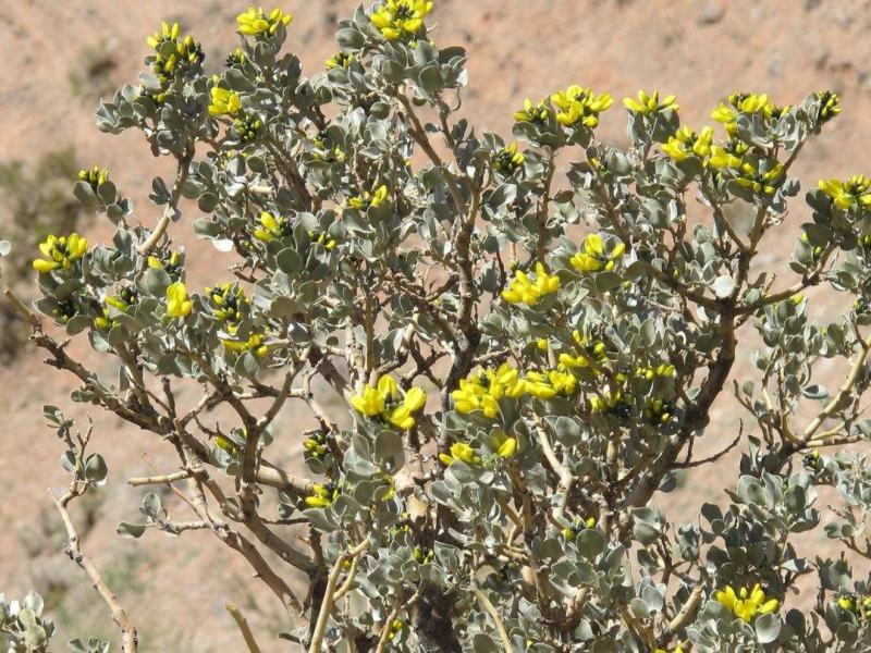 批发灌木种子沙冬青种子蒙古黄花木固沙保土沙生植物种籽