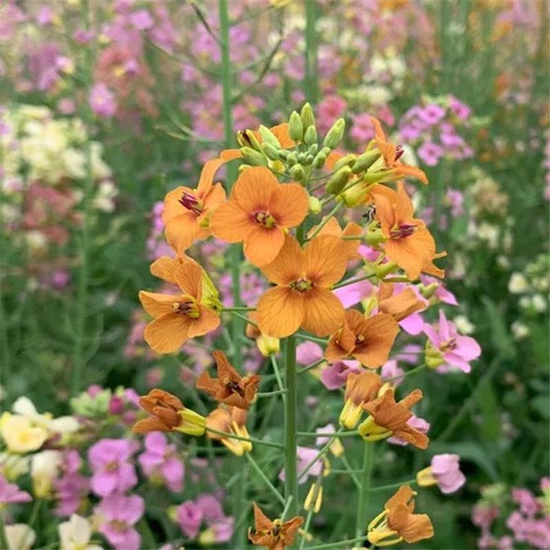 彩色油菜花种子七彩油菜籽黄色油菜子室外庭院景观花海花籽