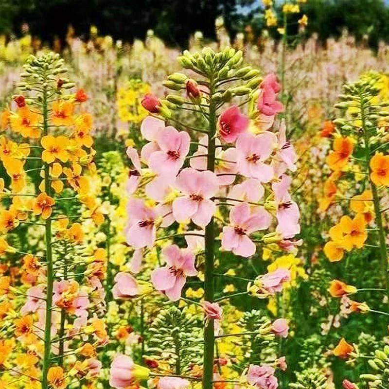 彩色油菜花种子七彩油菜籽黄色油菜子室外庭院景观花海花籽