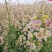 彩色油菜花种子七彩油菜籽黄色油菜子室外庭院景观花海花籽