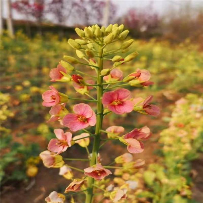 彩色油菜花种子七彩油菜籽黄色油菜子室外庭院景观花海花籽