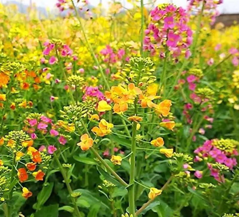 彩色油菜花种子七彩油菜籽黄色油菜子室外庭院景观花海花籽