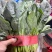 精品菠菜，现货供应，代发全国，质量保证，大量供应