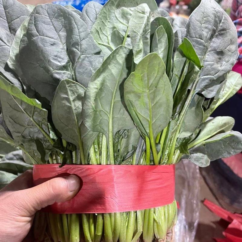 精品菠菜，现货供应，代发全国，质量保证，大量供应